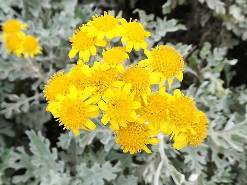 Planta Cineraria Marítima (senecio Cineraria)