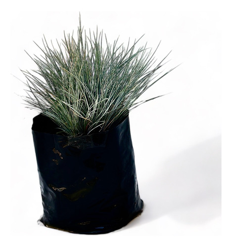 Festuca Glauca 10x / Gramínea Ornamental