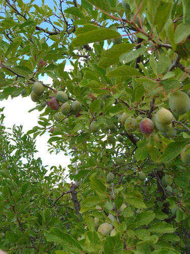 Finca En Producción Con Casa