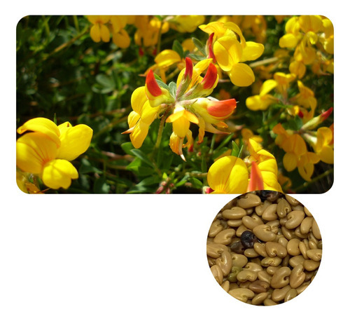 Crotalaria Breviflora P/ Combate A Dengue 100g