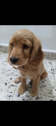 Venta De Cachorros Cocker Spaniel 