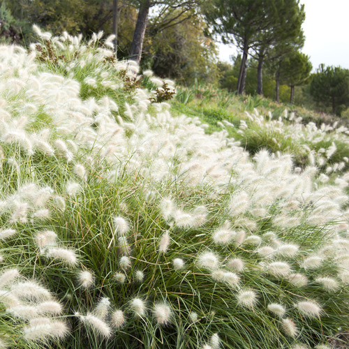 Pennisetum Villosum - El Mas Lindo - Paisajismo