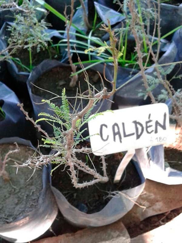 69 Semillas De Caldén (prosopis Caldenia)