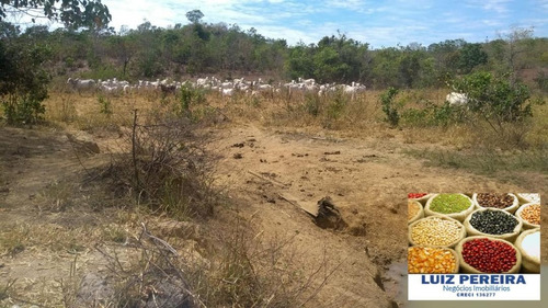 Fazenda À Venda Em Gurupi - To - De 20 Alqueirões (pecuária) - 1494