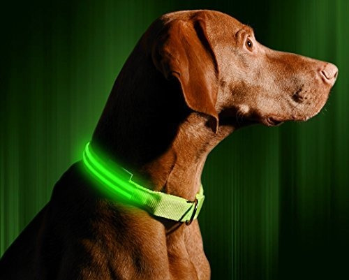 Collar De Perro Iluminado Led - Usb Recargable - Disponible