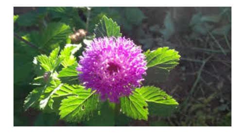 30 Sementes De Flor Perpetua Roxa Do Mato Perfumada E Rara | MercadoLivre