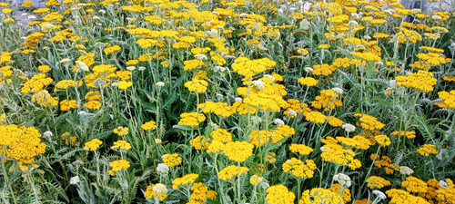 Achilea ( 5 Plantas )
