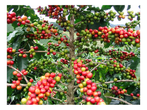 Semilla De Café Variedad Castillo 