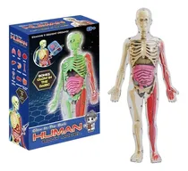 Comprar Jc Ayudas Didácticas Médicas For Modelos Anatómicos Humanos