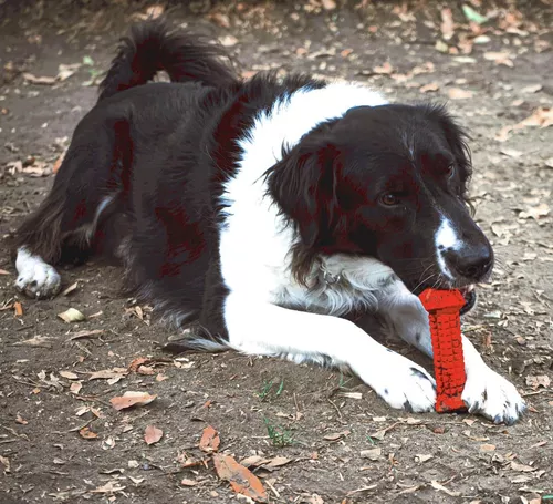 TOME DOG TOYS Anillo – Juguetes para perros para masticadores agresivos –  Juguetes sólidos de goma natural para perros medianos y grandes – Juguete