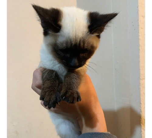 Gatos Siamés
