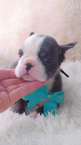 Bulldog Francés Pied Merle