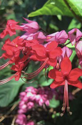 Clerodendrum Rojo Ramillete Flores Colibríes Envío Gratis!!