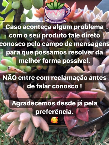Kit Mini Suculentas/cactos Com 20 Mudas Diferentes.