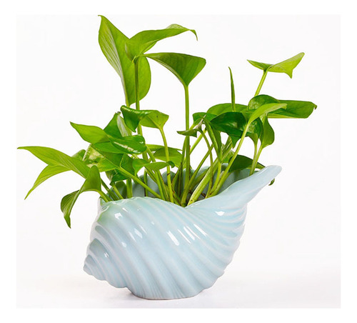 Macetas Para Plantas Con Forma De Caracola Para Interior
