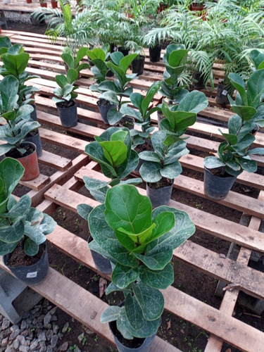 Imagen 9 de 10 de Combo 4 Plantas Para Interior - Entrega Caba Y Gba