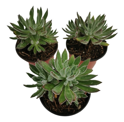 Echeveria Setosa Arrow Set 3 Pzas