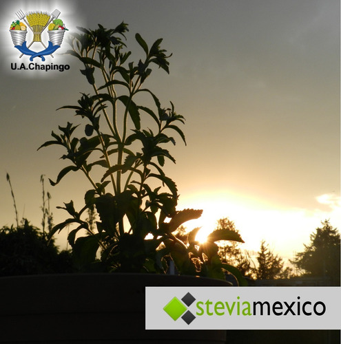 Imagen 7 de 10 de Stevia Orgánica Pulverizada En Bolsa Con 40g -- Envio Full--