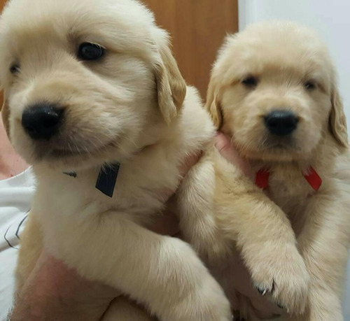 Cachorros Golden Retriever Somos Criadero Estancia Del Mar
