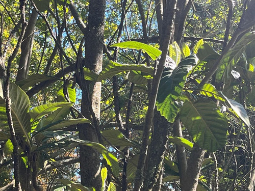 Parcela Con Casona A 20 Min Los Angeles Con Rio Bosques