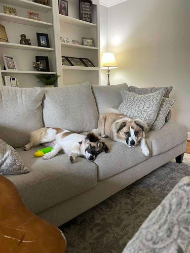 Imagen 5 de 5 de Pet Sitter, Cuidado De Mascotas En Casa