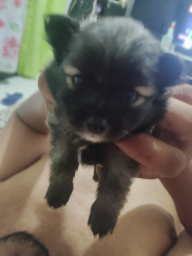 Imagem 3 de 5 de Spitz Alemão Anão