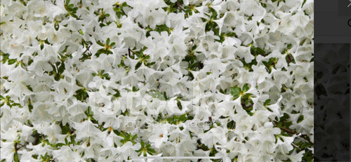 Planta De Exterior Azalea En Maceta Soplada 20 Lts!!