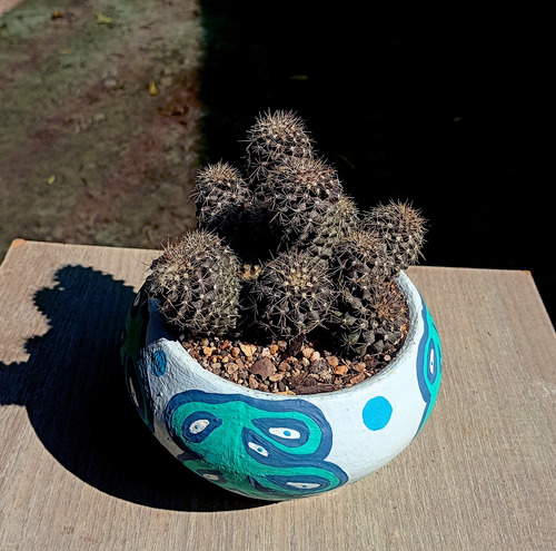 Maceta Cactus Copiapoa Humilis