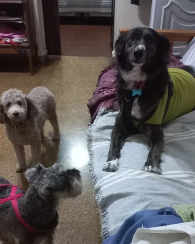 Guardería Canina. Mataderos. Caba.