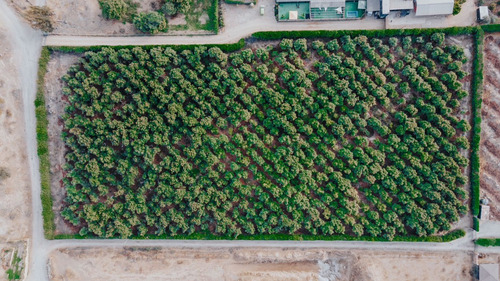 Colmo, Terreno Plano Paltos En Producción