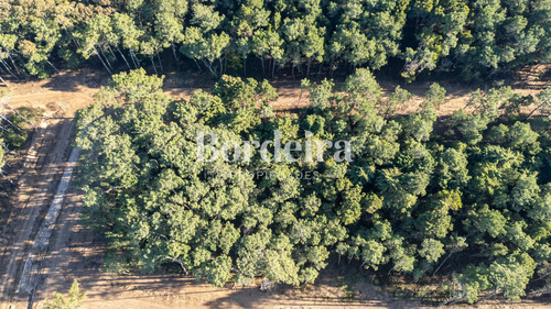 Venta Lote Barrio Los Enebros Carilo