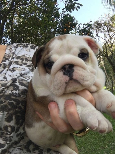 Cachorros Bulldog Ingles Perros En Venta Manizales