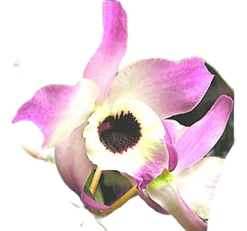 Combo 6 Especies De Orquídeas Y Asesoramiento Incluido
