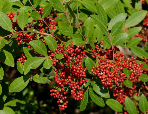 50 Semillas Pimienta Brasil Rosa Schinus Terebinthifolius