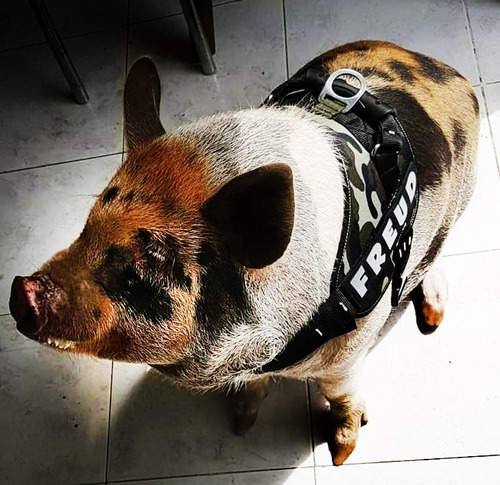 Imagen 2 de 5 de Arnes Pretal Acolchado Para Mini Pig