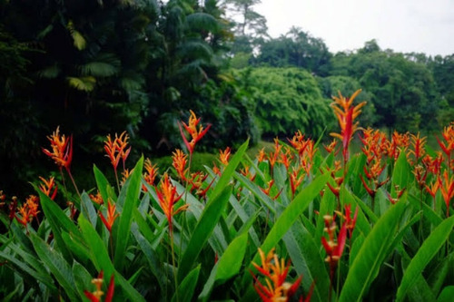 Helicônia Bico De Papagaio.(helicônia Psittacorum)