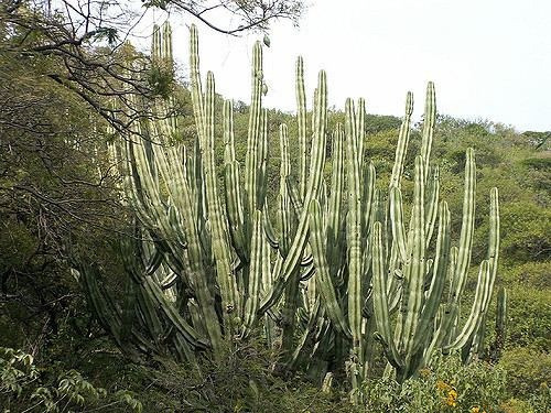 Stenocereus Queretaroensis (pitayo De Mayo) 25 Semillas