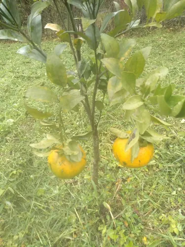 Vendo Hermoso Lote En Conjunto Cerrado En Silvania, Cundinamarca