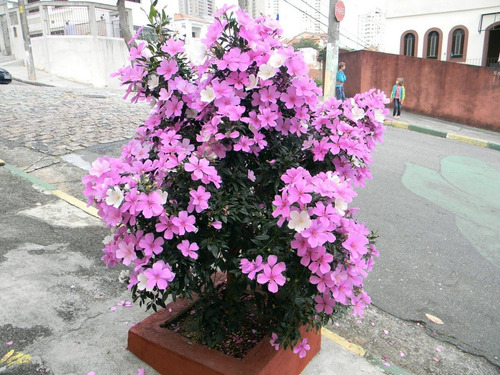 Frete Grátis Semente Manacá Da Serra Anão + Quaresmeira Roxa