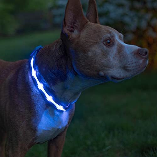 Blazin Led Light Up Dog Collar - 1.000 Pies De M5hqc
