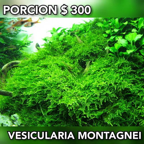 Musgo Navidad ( Vesicularia Montagnei ) Acuario Plantado. 