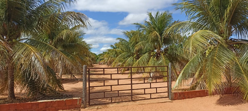 Sítio Com 2 Casas, Água, Internet E Energia - Manga-mg - Ideal Para Lazer Ou Criação