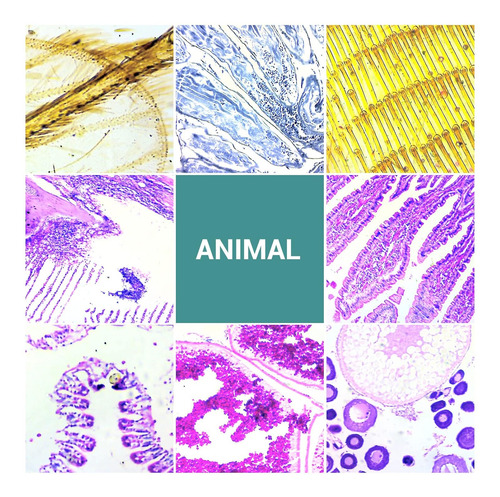 100 Uds Portaobjetos De Microscopio Con Muestras, Portaobjet