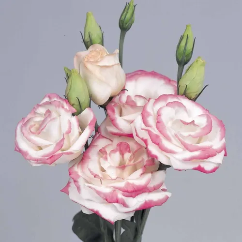 Semillas De Lisianthus Blanca Bordes Rosa Calidad Premium Semillas De Lisianthus Blanca Bordes Rosa Calidad Premium