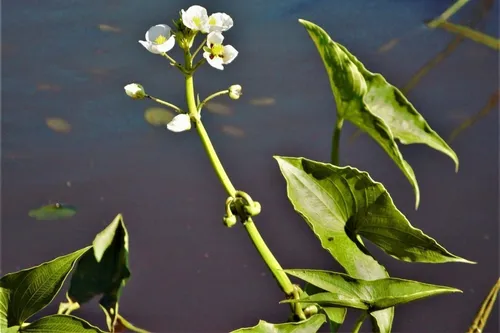 Saeta Sagittaria Montevidensis Planta Nativa Ribereña