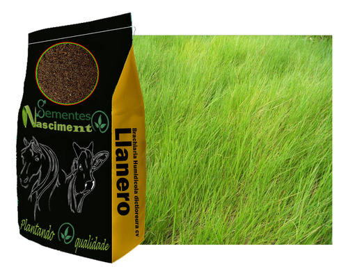 Sementes De Brachiaria Humidicola 2kg Pacote Rápida