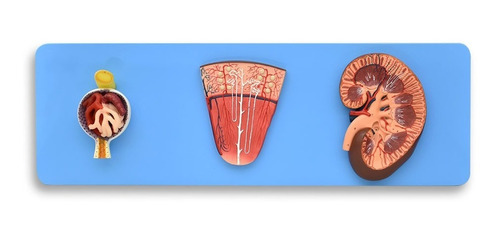 Zeigen Modelo Anatómico De Riñón, Nefrones Y Glomérulo