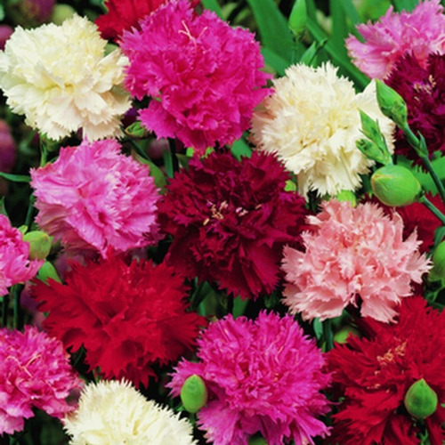 40 Semillas De Clavel Chabaud Gigante Mix - Calidad Premium