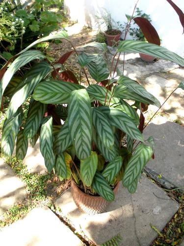Calathea Compactstar - Planta De Interior