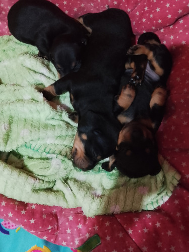Dachshund... Salchicha Mini Puros...padre Y Madre A La Vista